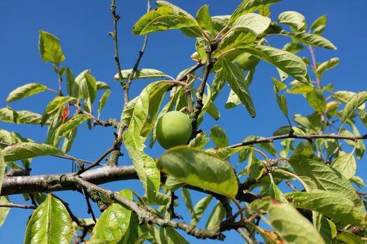 Single green plum grows high on a fruit tree against a deep blue sky