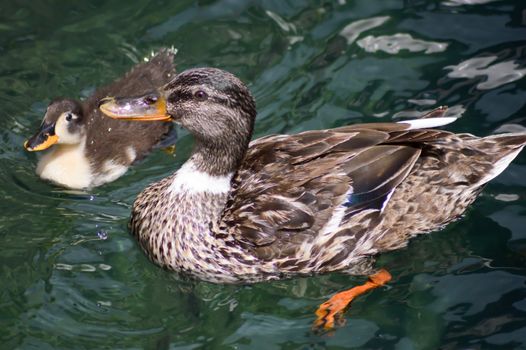 Cane and duckling on a guard lake in the Dolomites in Italy