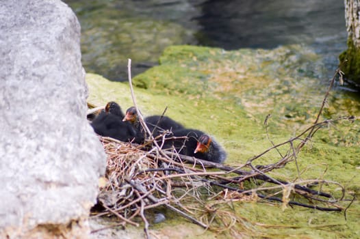 Nestled with small Coots Macrules enters herbs on a lake of the Dolomites in Italy