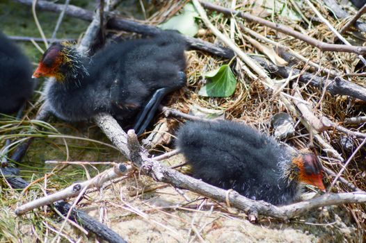 Nestled with small Coots Macrules enters herbs on a lake of the Dolomites in Italy