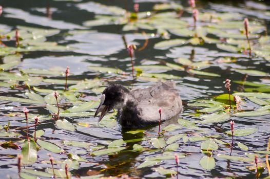 Frogs Macroules enters herbs on a lake of the Dolomites in Italy