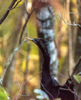 Female Anhinga bird called Anhinga anhinga and snakebird makes a nest as she prepares to lay eggs in the Corkscrew Swamp Sanctuary in Naples, Florida