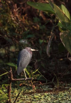 Little blue heron bird Egretta caerulea hunts for frogs amid water fern Salvinia minima in the Corkscrew Swamp Sanctuary in Naples, Florida