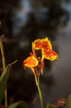 Orange and yellow Canna lily flower blooms in a tropical garden in Florida