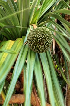 Fruit grows on a screwpine tree Pandanus utilis in Southern Florida but it is native to Madagascar