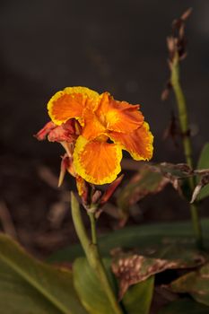 Orange and yellow Canna lily flower blooms in a tropical garden in Florida