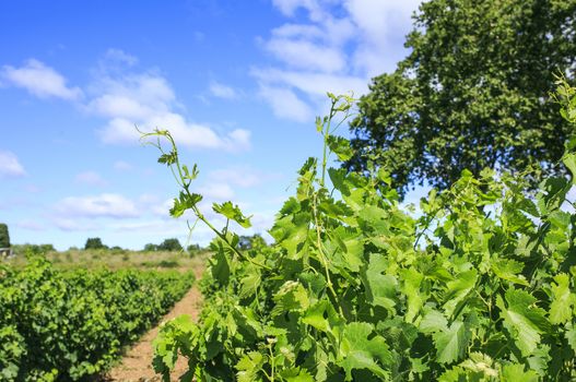 Vineyard in the  south of France