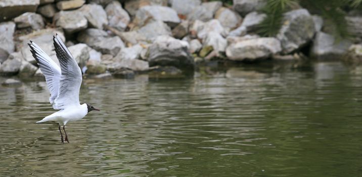 dove flying in the park