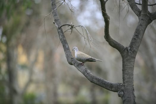 Dove walking in the park