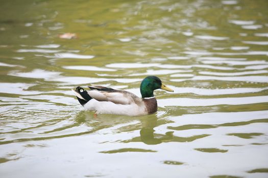 Duck swimming on the lake