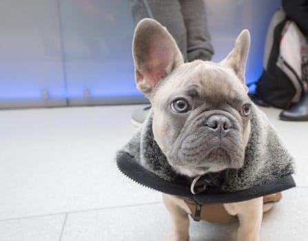 Little puppy french bulldog