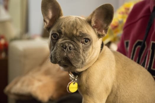 Little french bulldog