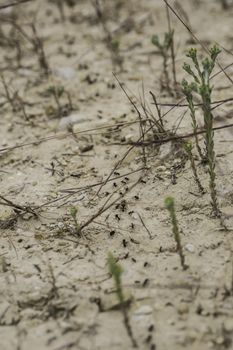 ants working on the sand