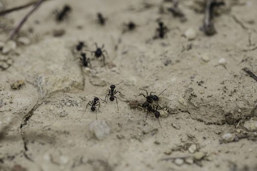 ants working on the sand