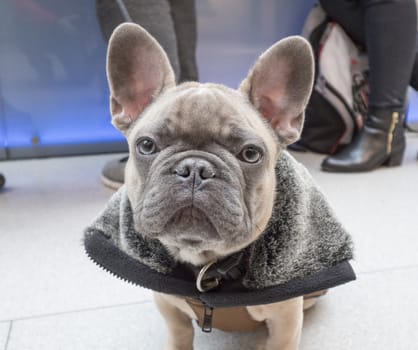 Little puppy french bulldog