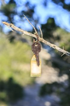 Oxid key in a tree