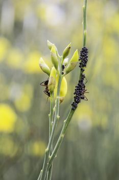 Beautiful flowers with bugs in the park