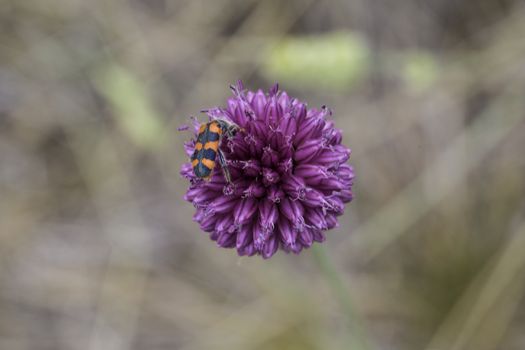 Beautiful flowers with bugs in the park