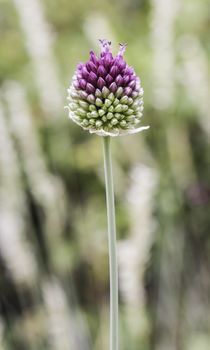 Beautiful flowers with bugs in the park