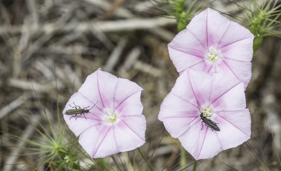 Beautiful flowers with bugs in the park