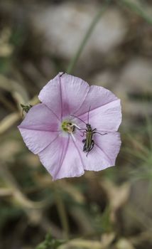 Beautiful flowers with bugs in the park