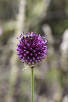 Beautiful flowers with bugs in the park