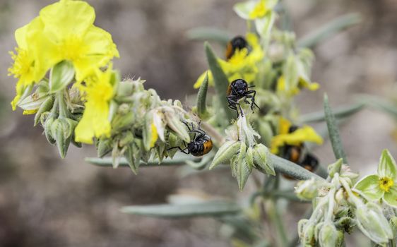 Beautiful flowers with bugs in the park