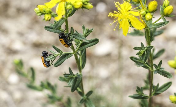 Beautiful flowers with bugs in the park