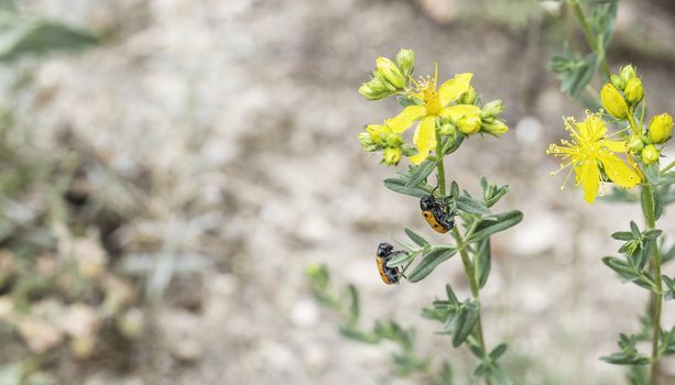 Beautiful flowers with bugs in the park