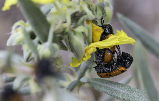 Beautiful flowers with bugs in the park