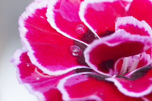 Macro red flower