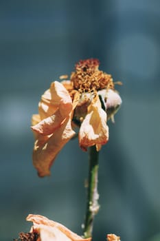 dried flower in the park