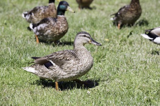 Female Mallard Close Up with green grass in the background.
