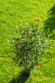 Beautifully maintained decorative plants on display in the garden