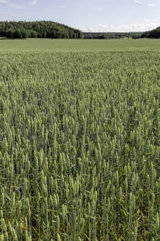 Wheat Field with trees and a partly cloudy sky.