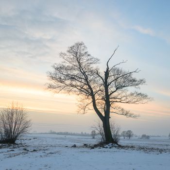 old big tree on color background with blue sky, nature series