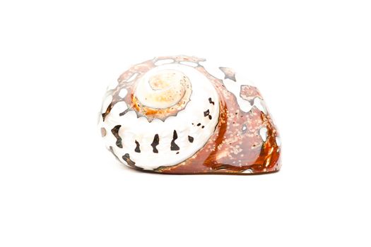 Sea shell studio quality white background