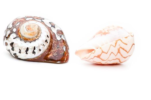 Sea shell studio quality white background