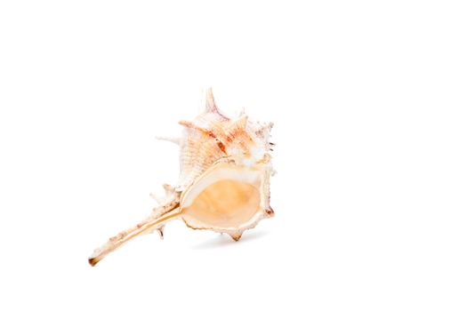 Sea shell studio quality white background