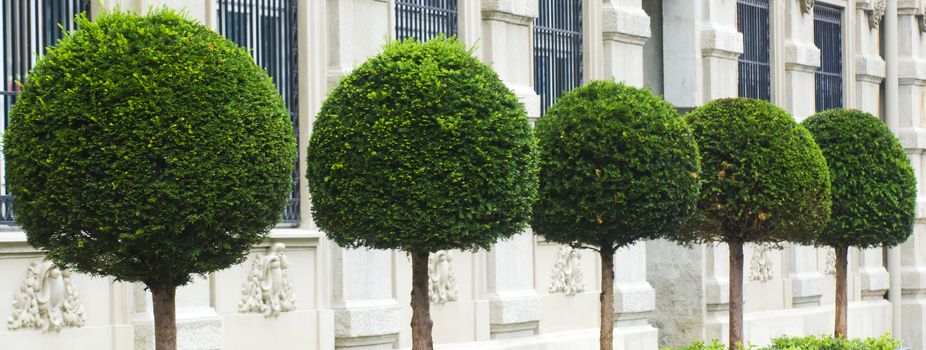 Beautifully maintained decorative plants on display in the garden