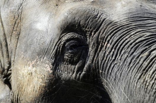 Close up of Elephant eye on sunny day