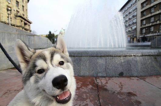 Cute Dog standing in front of fountain
