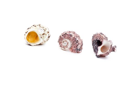 Sea shell studio quality white background