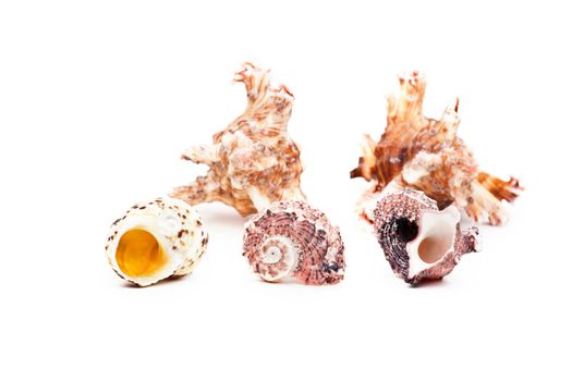 Sea shell studio quality white background