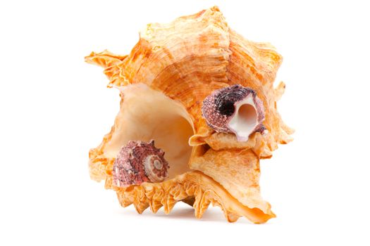 Sea shell studio quality white background