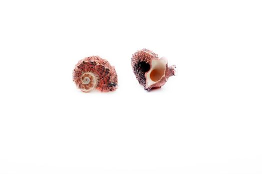 Sea shell studio quality white background