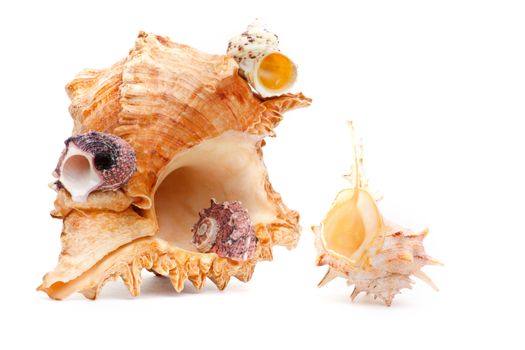 Sea shell studio quality white background