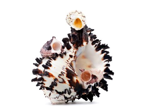 Sea shell studio quality white background