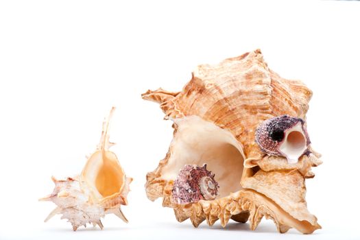 Sea shell studio quality white background