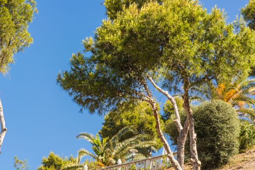 Landscape, steep mountain slope on mediterranean sea with pines and pines on Mallorca in Spain.
